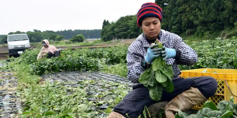 Xuất khẩu lao động Nhật Bản lương bao nhiêu - Mỗi ngành nghề có mức lương khác nhau