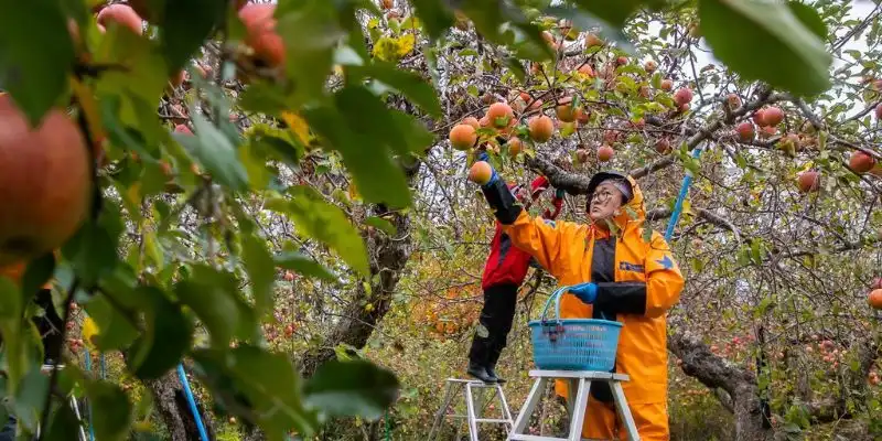 Xuất khẩu lao động Nhật Bản lương bao nhiêu - Cung cấp dịch vụ xuất khẩu lao động Nhật Bản uy tín
